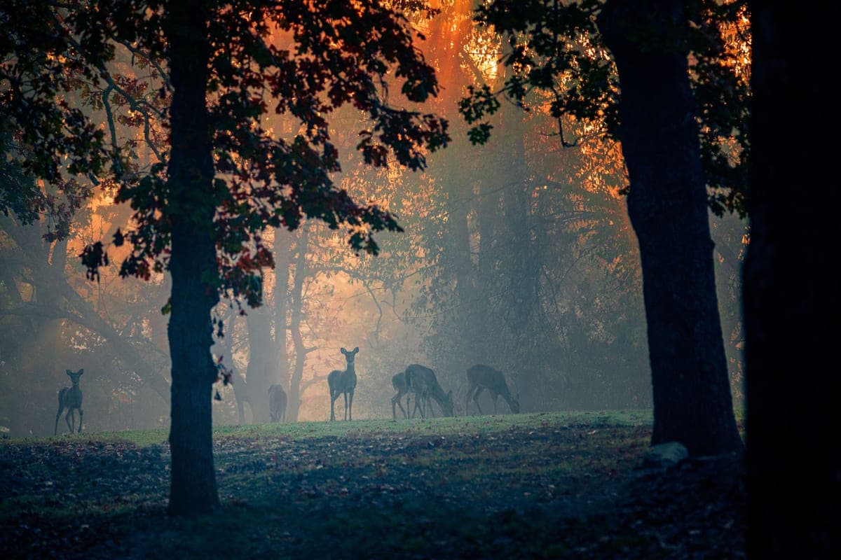 A deer standing near trees