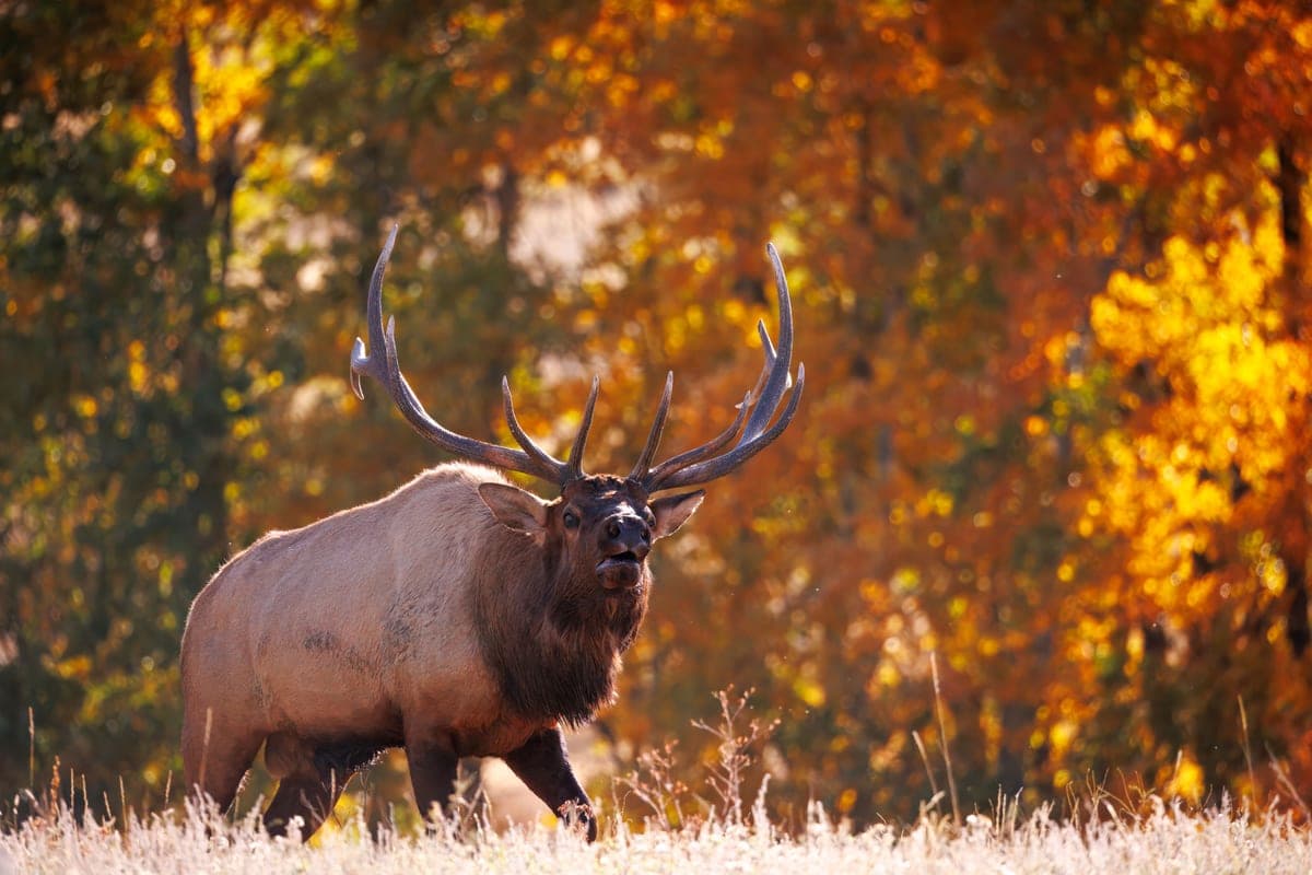 A bull elk bugling in a fall meadow