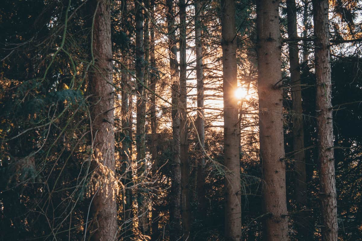Sun rays breaking through green trees